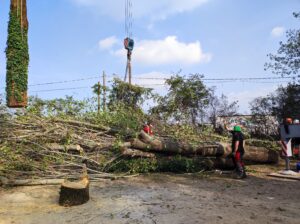 Corso di tree-climbing al Parco degli Aironi,  primo intervento propedeutico alla riqualificazione del verde presente nell’area