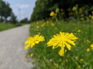 Sperimentazione in corso per favorire la biodiversità