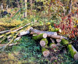 Importanti interventi di rigenerazione in corso al Bosco del Fontanone